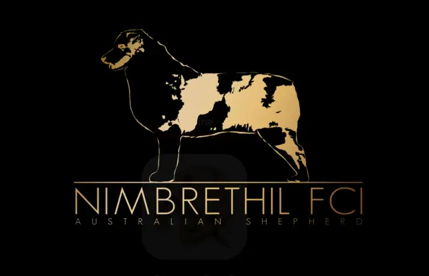 Suczką black tri z długim ogonem 6