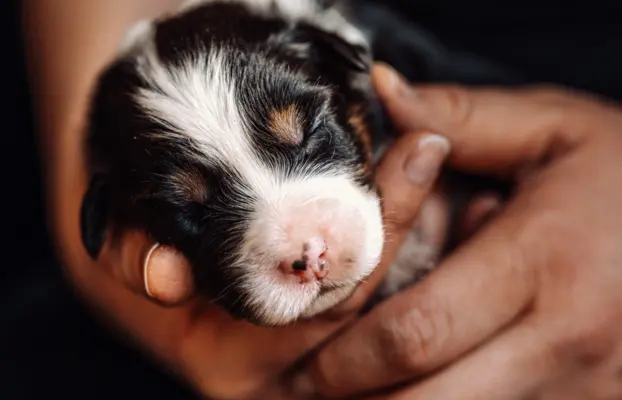 Suczką black tri z długim ogonem 4