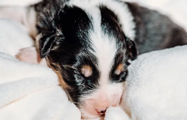 Suczką black tri z długim ogonem 1