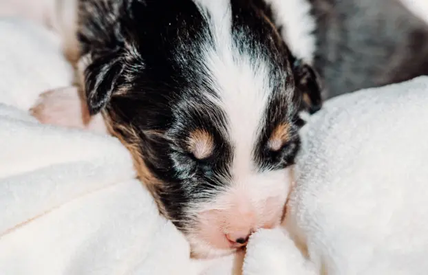 Suczką black tri z długim ogonem 3