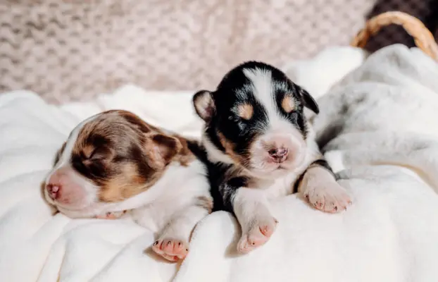 Suczką black tri z długim ogonem 5