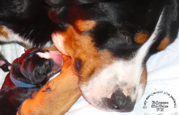 Mamy szczeniaki Duży Szwajcarski Pies Pasterski szczenięta 2