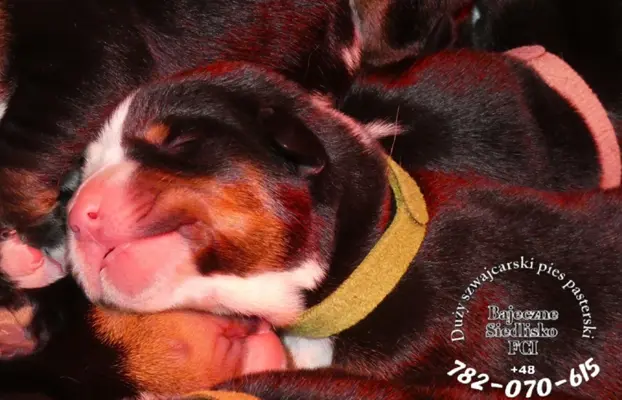 Mamy szczeniaki Duży Szwajcarski Pies Pasterski szczenięta 4