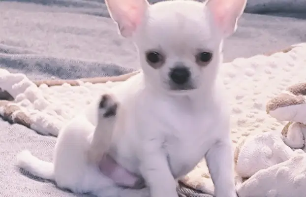 Przecudny kremowy piesek po Championie 3