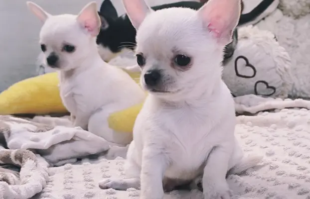 Przecudny kremowy piesek po Championie 1