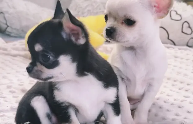 Przecudny kremowy piesek po Championie 6