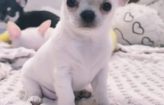 Przecudny kremowy piesek po Championie 2