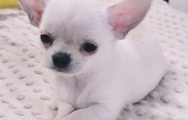 Przecudny kremowy piesek po Championie 4