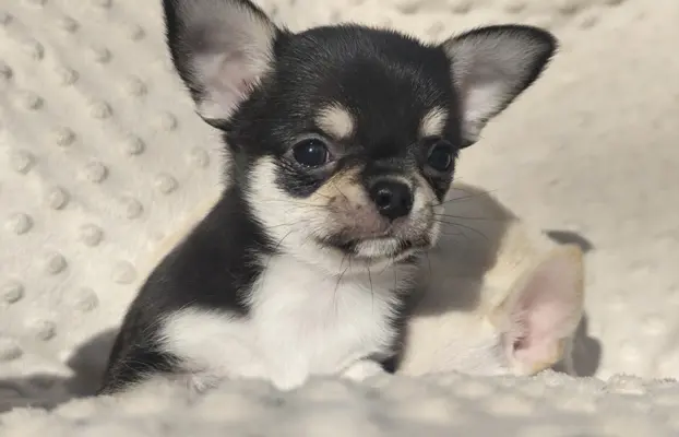 Chihuahua szczeniak malutki trikolor piesek 3