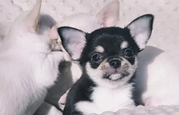 Chihuahua szczeniak malutki trikolor piesek 4