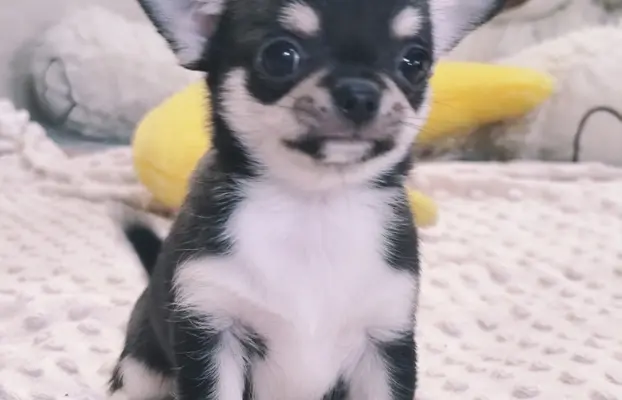 Chihuahua szczeniak malutki trikolor piesek 2