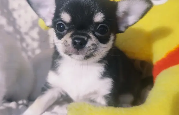 Chihuahua szczeniak malutki trikolor piesek 1