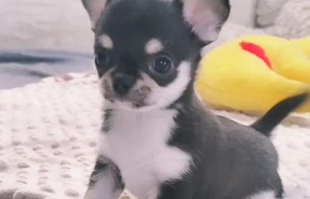 Chihuahua szczeniak malutki trikolor piesek 5