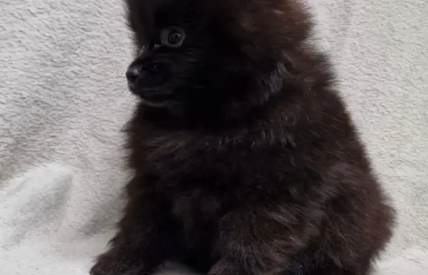 Pomeranian Szpic miniaturowy 1