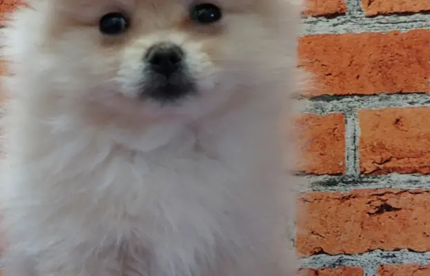 Pomeranian Szpic miniaturowy 2