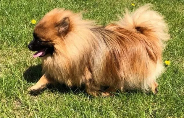 Pomeranian Szpic miniaturowy 4