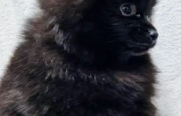 Pomeranian Szpic miniaturowy 3