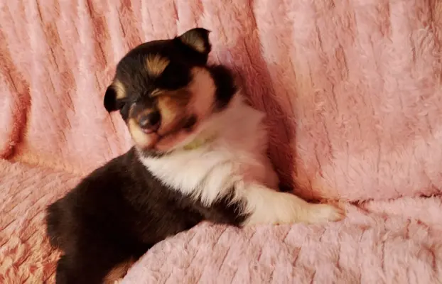 Owczarek szkocki collie długowłosy tricolor szczenięta 1