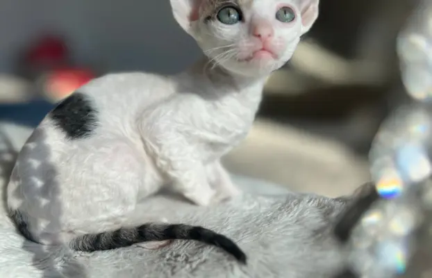Cornish rex kotka Dior cudowna dla rodziny 1