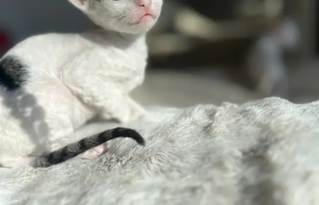Cornish rex kotka Dior cudowna dla rodziny 4