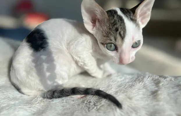 Cornish rex kotka Dior cudowna dla rodziny 2
