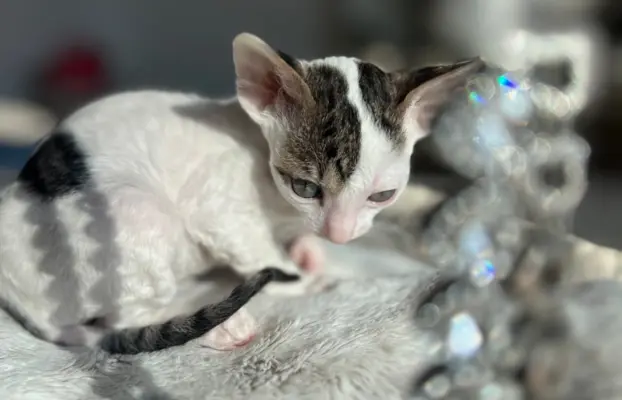 Cornish rex kotka Dior cudowna dla rodziny 3