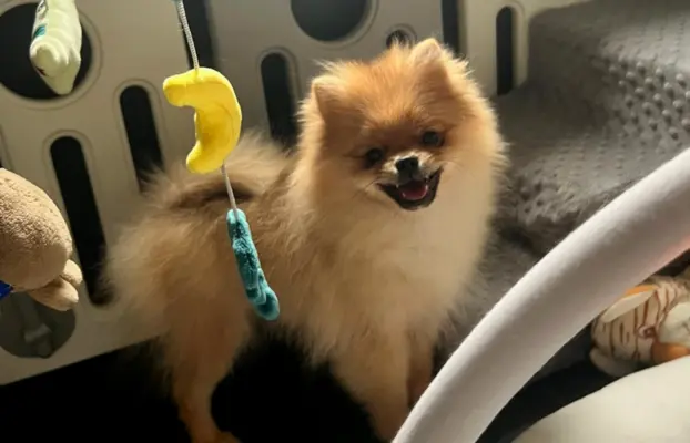 Pomeranian, szpic miniaturowy - suczka ORANGE 3