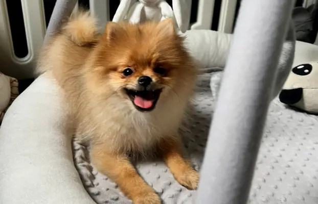 Pomeranian, szpic miniaturowy - suczka ORANGE 2