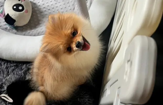 Pomeranian, szpic miniaturowy - suczka ORANGE 1