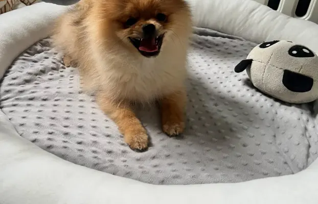 Pomeranian, szpic miniaturowy - suczka ORANGE 4