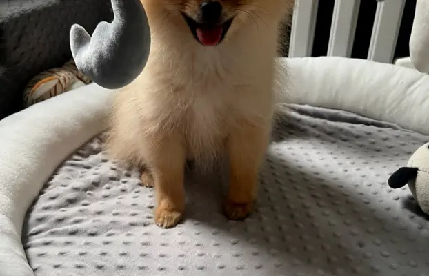 Pomeranian, szpic miniaturowy - suczka ORANGE 5