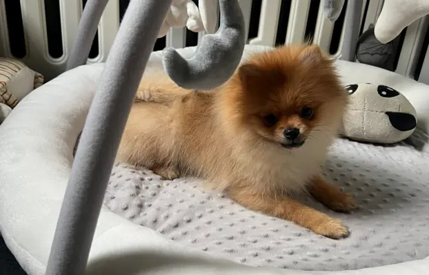 Pomeranian, szpic miniaturowy - suczka ORANGE 6