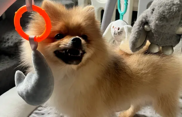 Pomeranian, szpic miniaturowy - suczka ORANGE 7