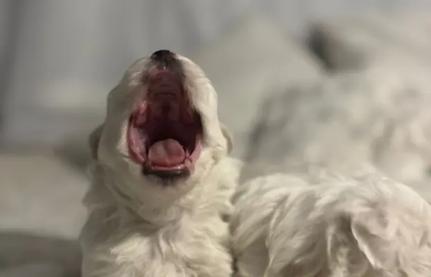 Szczeniak maltańczyk piesek 1