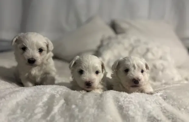 Szczeniak maltańczyk piesek 2