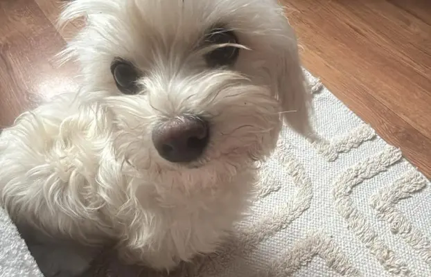 Szczeniak maltańczyk piesek 3