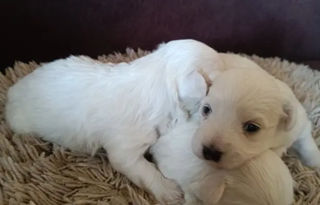 Szczeniak maltańczyk piesek 4