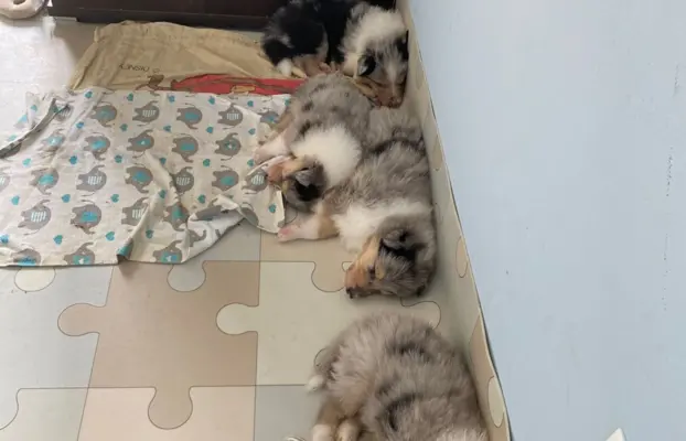 Lord Of The Collie FCI 1