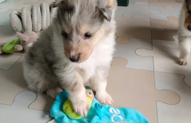 Lord Of The Collie FCI 2