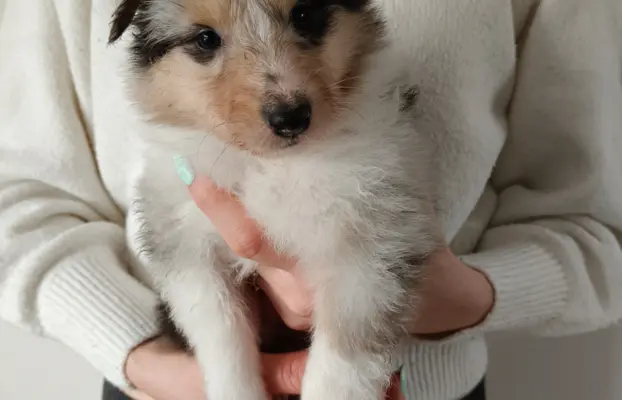 Lord Of The Collie FCI 4