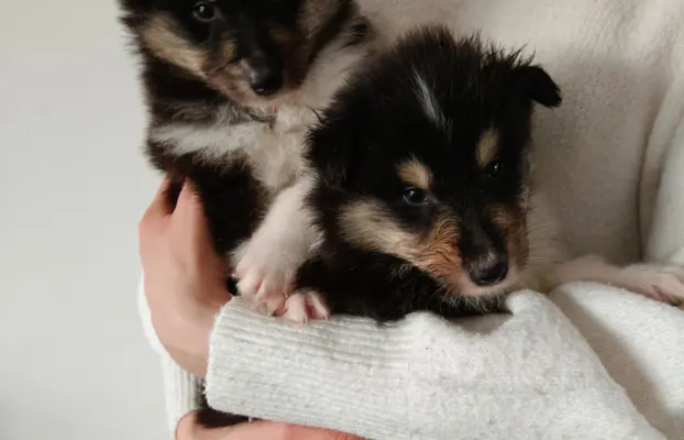 Lord Of The Collie FCI 5