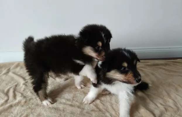 Lord Of The Collie FCI 6