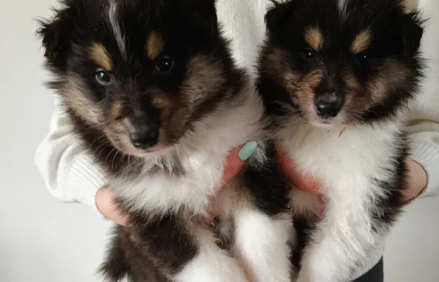 Lord Of The Collie FCI 7