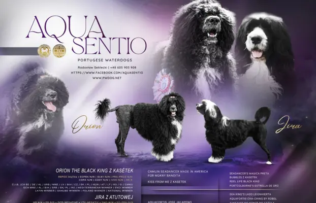 Aqua Sentio Portugalski Pies Dowodny - Miot B 1