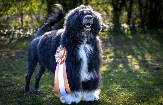 Aqua Sentio Portugalski Pies Dowodny - Miot B 2