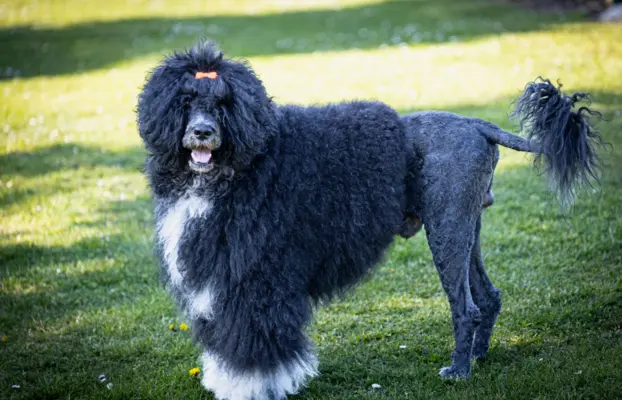 Aqua Sentio Portugalski Pies Dowodny - Miot B 3