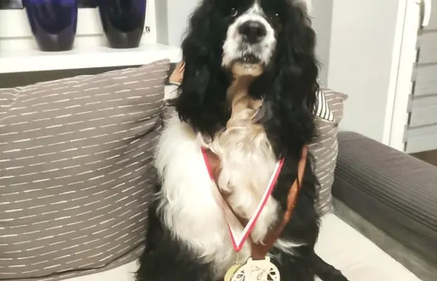 Aqua Sentio Portugalski Pies Dowodny - Miot B 4