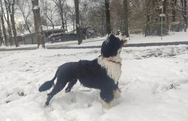 Aqua Sentio Portugalski Pies Dowodny - Miot B 5