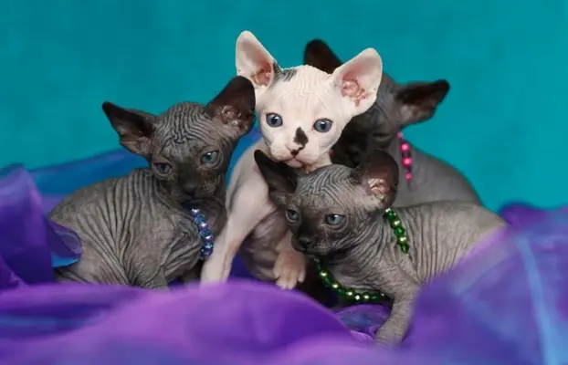 Przepiękne Kocięta Sphynx Sfinks. Wwa & Sosnowiec (Transport 1