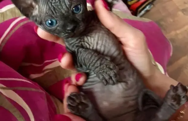 Przepiękne Kocięta Sphynx Sfinks. Wwa & Sosnowiec (Transport 2